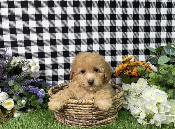 Ashley The Goldendoodle - Image 8