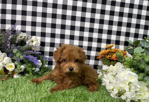 Hampton The Toy Poodle - Image 2