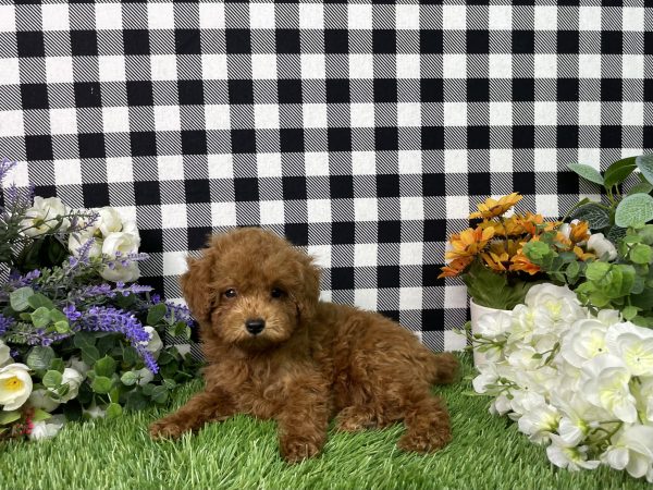 Hampton The Toy Poodle - Image 3