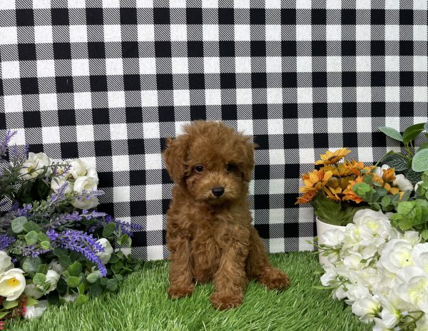 Hampton The Toy Poodle - Image 4