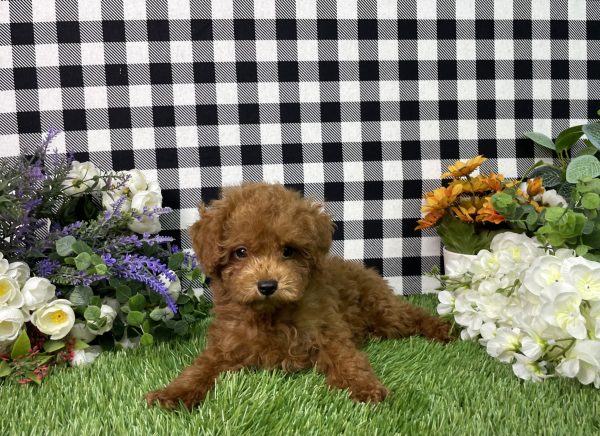 Hampton The Toy Poodle - Image 5
