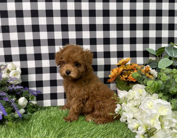 Hampton The Toy Poodle - Image 6