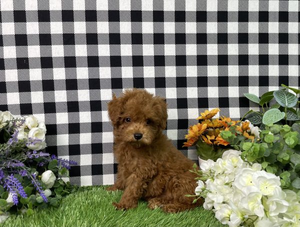 Hampton The Toy Poodle