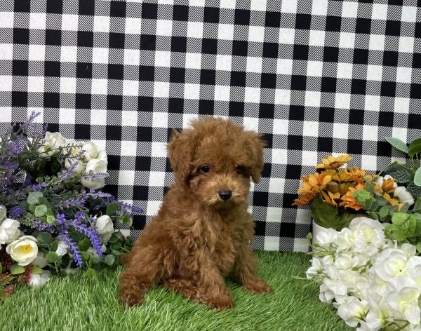 Hampton The Toy Poodle - Image 7