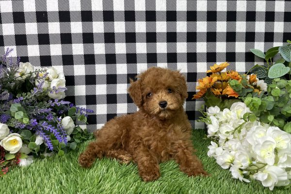 Hampton The Toy Poodle - Image 8
