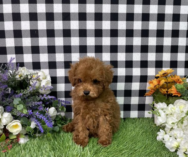Hampton The Toy Poodle - Image 9