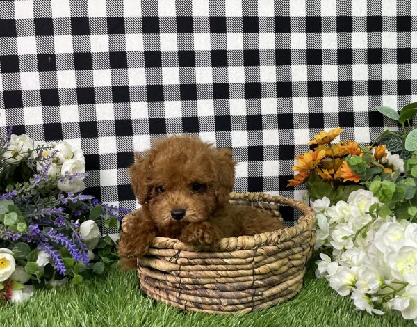 Hampton The Toy Poodle - Image 12