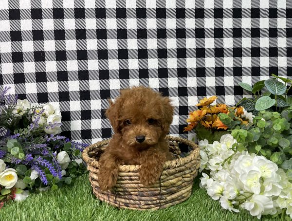 Hampton The Toy Poodle - Image 11