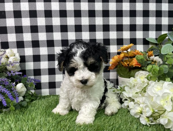 Buster The Maltipoo - Image 2