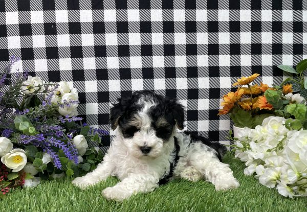 Buster The Maltipoo - Image 3