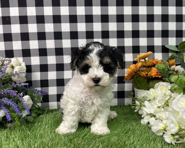 Buster The Maltipoo - Image 4