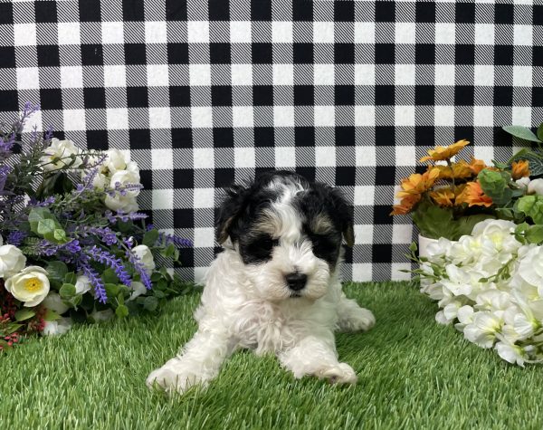 Buster The Maltipoo - Image 7