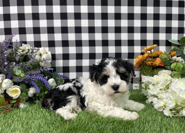 Buster The Maltipoo