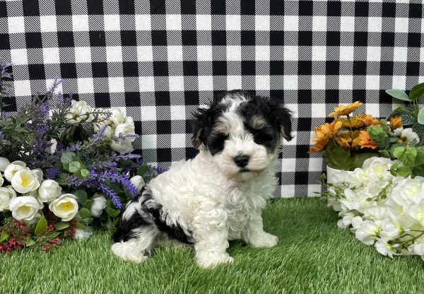Buster The Maltipoo - Image 5