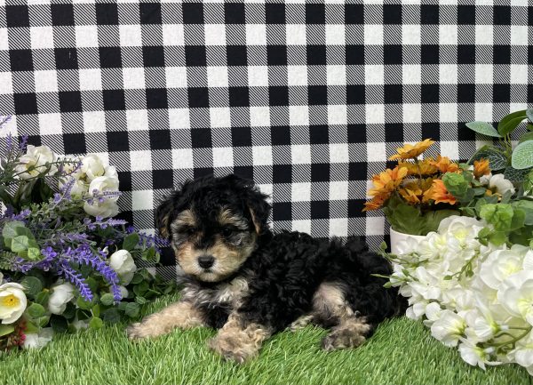 Bandit The Maltipoo - Image 8