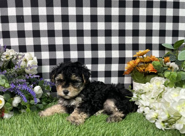 Bandit The Maltipoo - Image 9