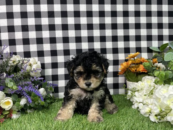 Bandit The Maltipoo - Image 10