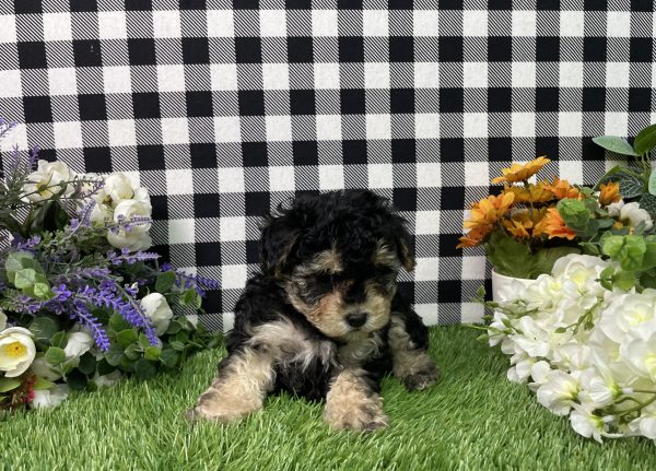 Bandit The Maltipoo - Image 7