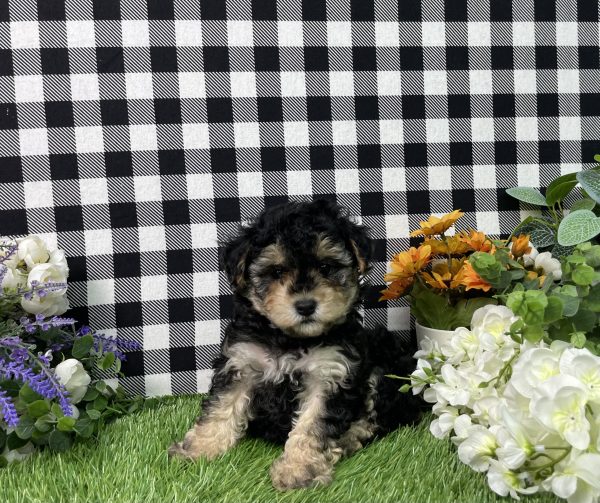 Bandit The Maltipoo - Image 6