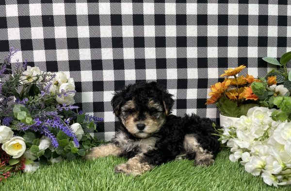 Bandit The Maltipoo - Image 5
