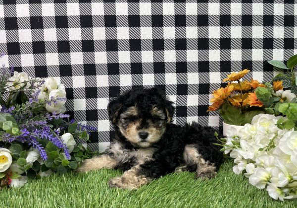 Bandit The Maltipoo