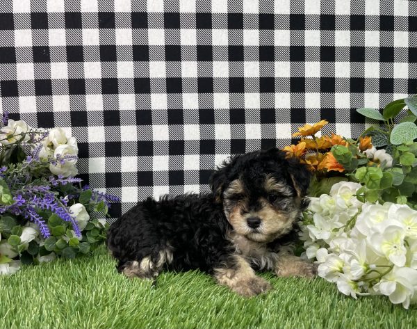 Bandit The Maltipoo - Image 4