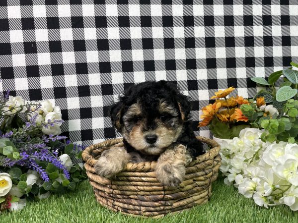 Bandit The Maltipoo - Image 2