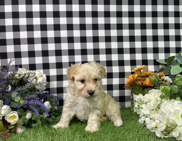 Maverick The Maltipoo - Image 9