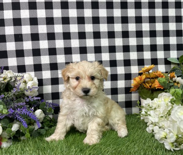 Maverick The Maltipoo - Image 6