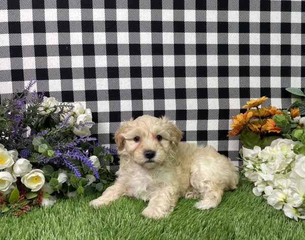 Maverick The Maltipoo - Image 7