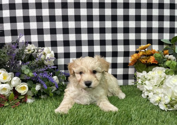 Maverick The Maltipoo - Image 8