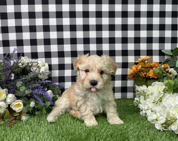 Maverick The Maltipoo - Image 5