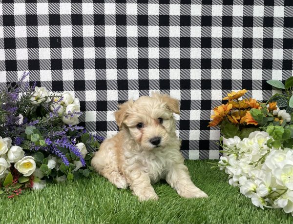 Maverick The Maltipoo - Image 4