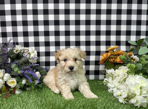 Maverick The Maltipoo - Image 3