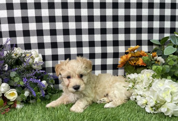 Maverick The Maltipoo