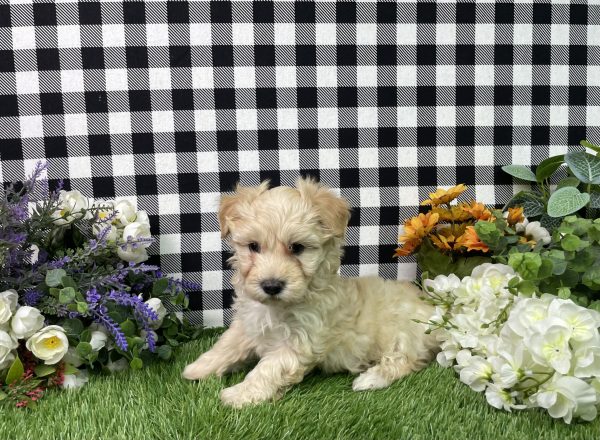 Maverick The Maltipoo - Image 2