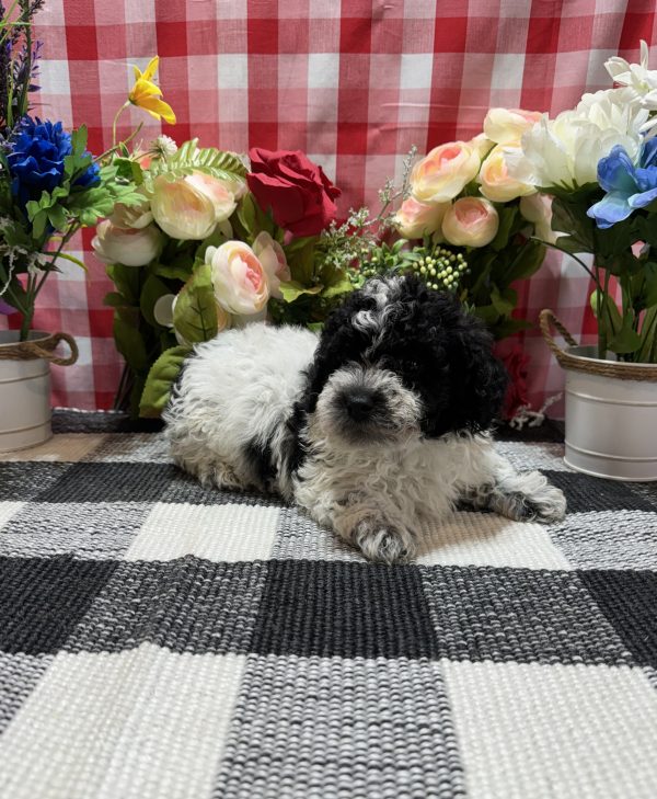Jax - Image 15