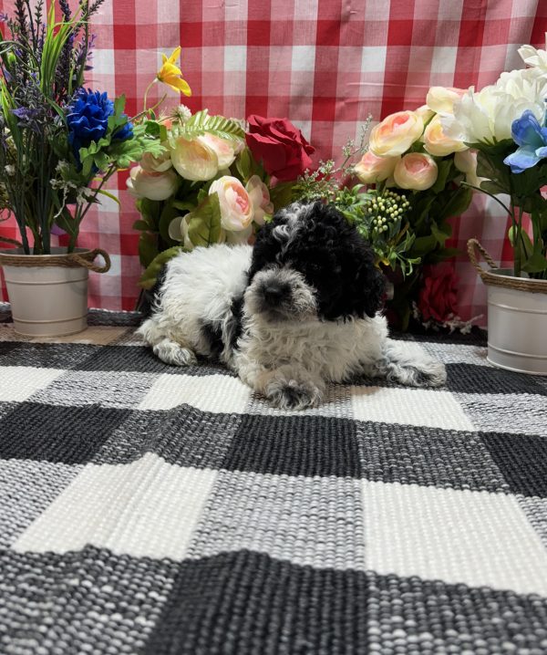 Jax - Image 10