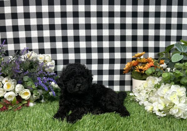 Max The Toy Poodle - Image 2