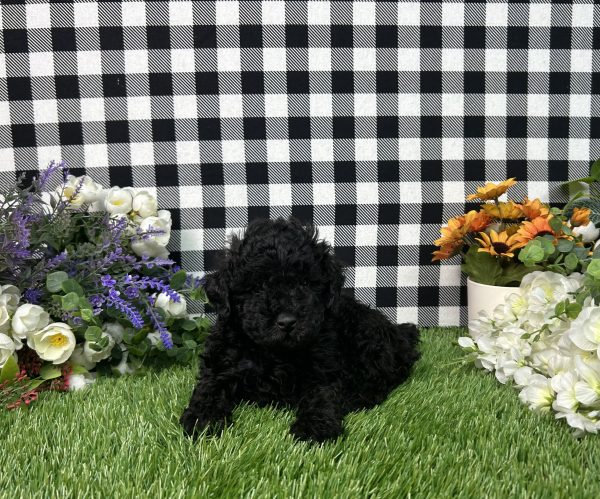 Max The Toy Poodle - Image 5