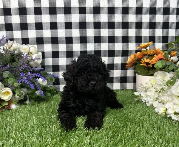Max The Toy Poodle - Image 4