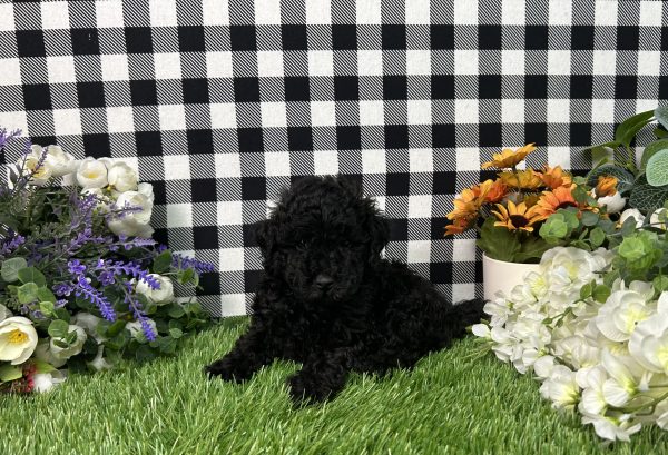 Max The Toy Poodle - Image 3