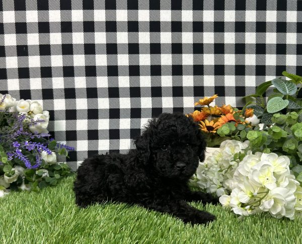 Max The Toy Poodle - Image 6