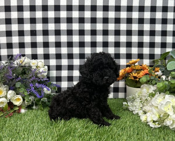 Max The Toy Poodle