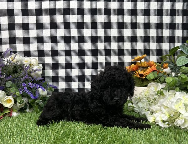 Max The Toy Poodle - Image 7