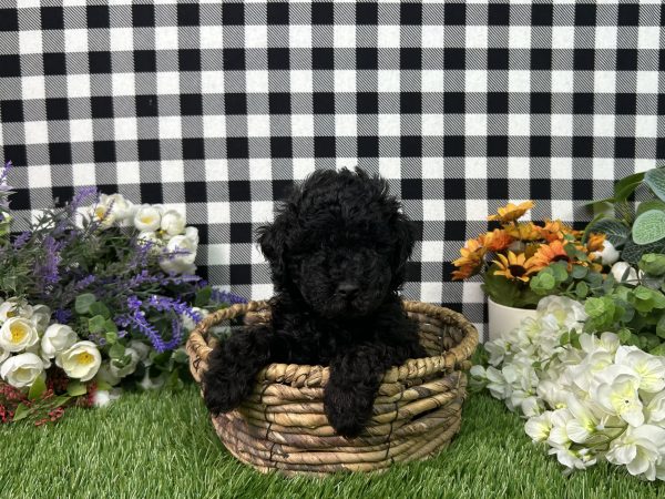 Max The Toy Poodle - Image 8