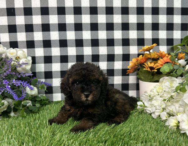 Coco The Toy Poodle - Image 2