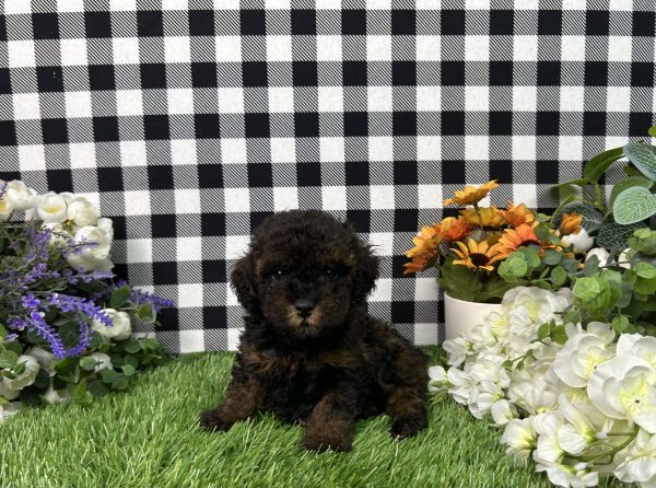 Coco The Toy Poodle