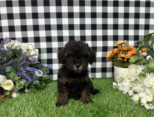 Coco The Toy Poodle - Image 3