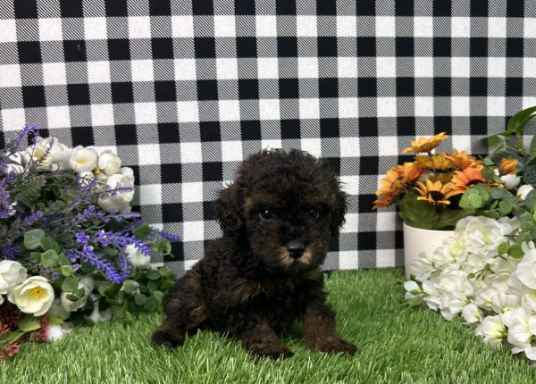 Coco The Toy Poodle - Image 4
